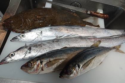 おすすめお刺身