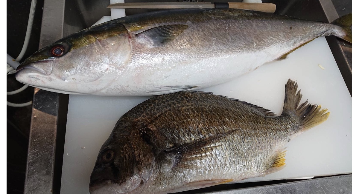 おすすめお刺身